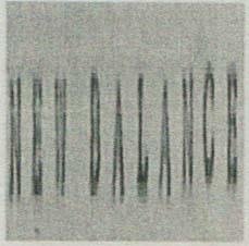 NEW BALANCE (and logo) trademark logo