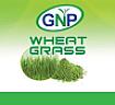 GNP WHEAT GRASS (and logo) trademark logo